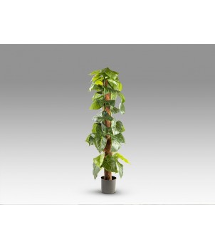 Planta Decorativa TARO 281126