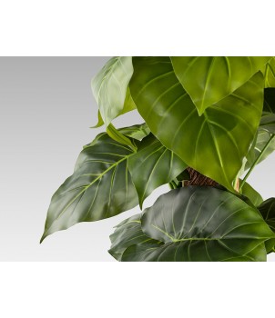 Planta Decorativa TARO 281126