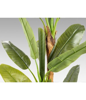 Planta Decorativa PLATANERA 281461