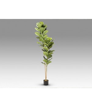 Planta Decorativa HIGUERA VIOLIN 281232