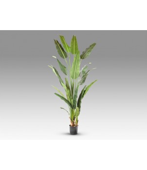 Planta Decorativa PALMA VIAJERO 281751