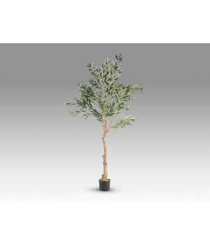 Planta Decorativa OLIVO 281881