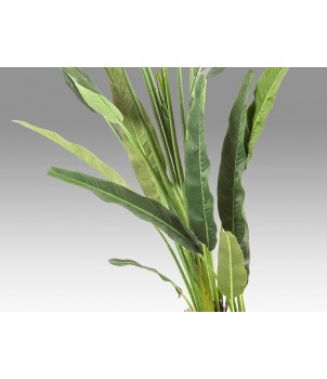 Planta Decorativa PALMA VIAJERO 281751