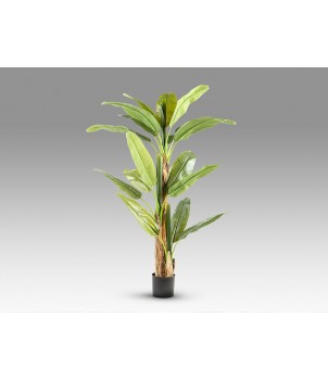 Planta Decorativa PLATANERA 281461