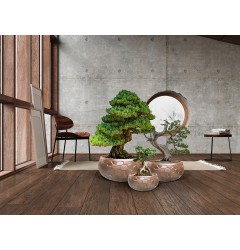 SET Ghiveci CANELA 602389