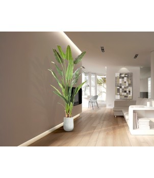 Planta Decorativa PALMA VIAJERO 281751