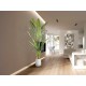 Planta Decorativa PALMA VIAJERO 281751