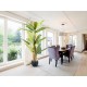 Planta Decorativa PLATANERA 281461