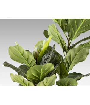 Planta Decorativa HIGUERA VIOLIN 281232