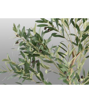 Planta Decorativa OLIVO 281881