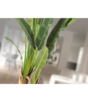 Planta Decorativa PALMA VIAJERO 281751