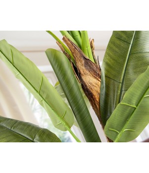 Planta Decorativa PLATANERA 281461